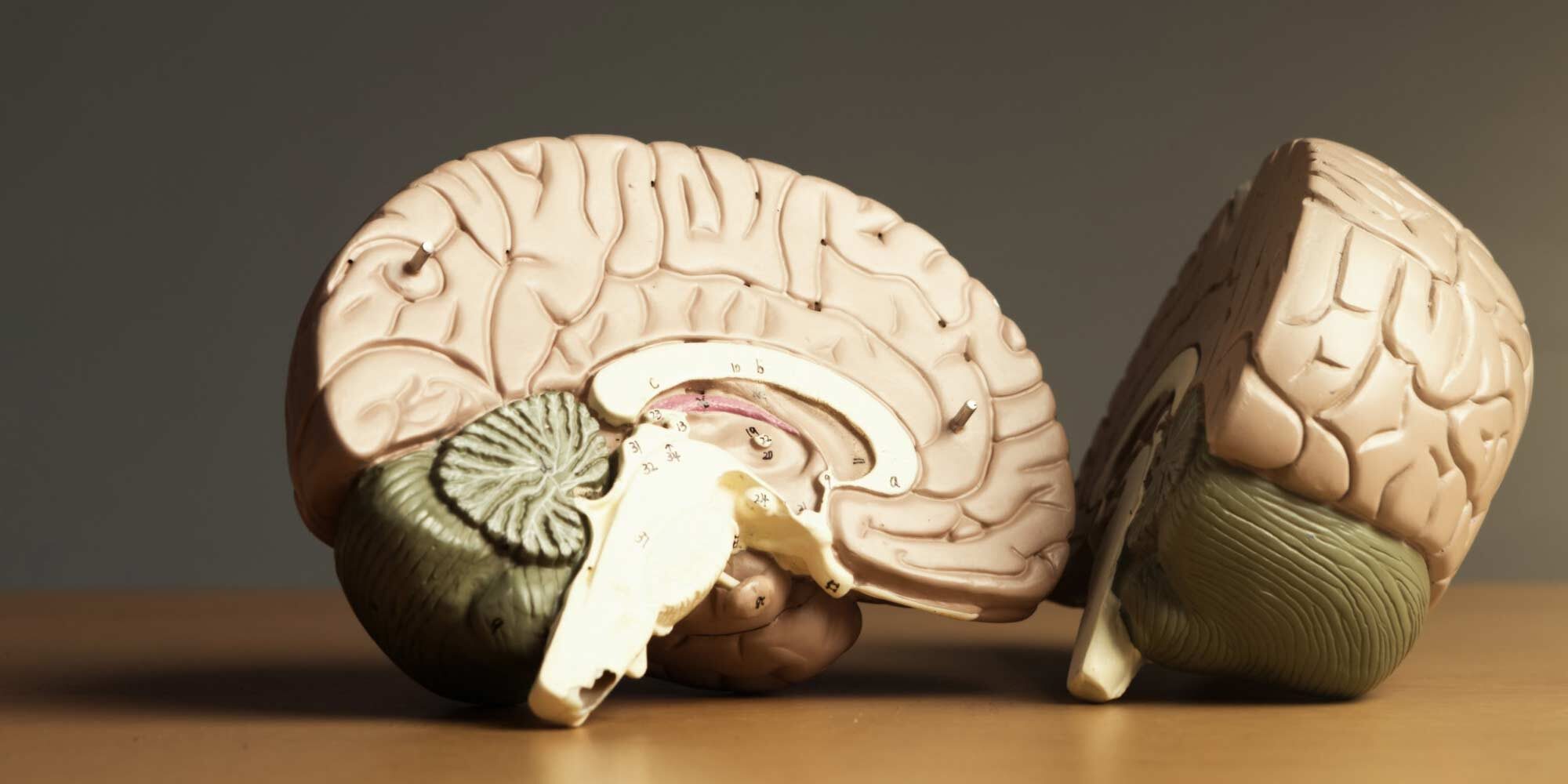 Два полушария мозга