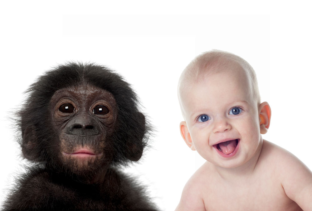 шимпанзе и человеческий ребенок
